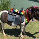 Pony Hire  Unicorn