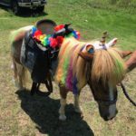 Pony Hire  Unicorn